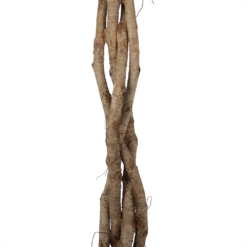 Ficus Benjamina Exotica Op Gevlochten Stam - Treurvijg - P27 H140 - Kamerplant 8 Ficus Benjamina Exotica Op Gevlochten Stam - Treurvijg - P27 H140 - Kamerplant -Huisdecoratie ficus benjamina exotica op gevlochten stam treurvijg p27 h140 6