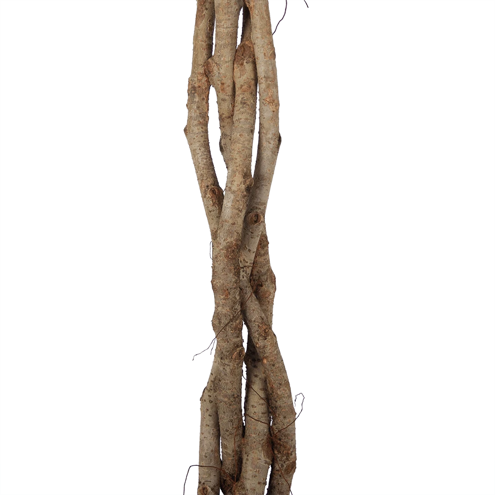 Ficus Benjamina Exotica Op Gevlochten Stam - Treurvijg - P27 H140 - Kamerplant 5 Ficus Benjamina Exotica Op Gevlochten Stam - Treurvijg - P27 H140 - Kamerplant - Afbeelding 3