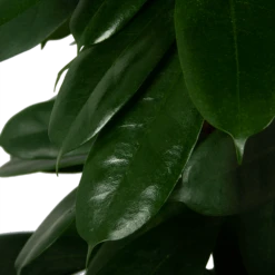 Ficus Cyathistipula - Groene Vijg - Op Zuil - P29 H150 - Kamerplant -Huisdecoratie ficus cyathistipula groene vijg op zuil p29 h150 5