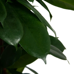 Ficus Cyathistipula - Groene Vijg - Op Zuil - P29 H150 - Kamerplant -Huisdecoratie ficus cyathistipula groene vijg op zuil p29 h150 6