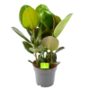Ficus Elastica Robusta - Rubberboom - P19 H55 - Kamerplant -Huisdecoratie ficus elastica robusta rubberboom p19 h55 1