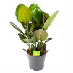 Ficus Elastica Robusta - Rubberboom - P19 H55 - Kamerplant
