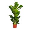 Ficus Lyrata - Tabaksplant - Toef - P24 H120 - Kamerplant -Huisdecoratie ficus lyrata tabaksplant toef p24 h120 1