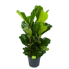 Ficus Lyrata - Tabaksplant - Toef - P34 H120 - Kamerplant -Huisdecoratie ficus lyrata tabaksplant toef p34 h120 1 3