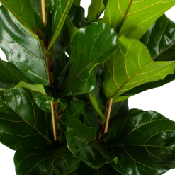 Ficus Lyrata - Tabaksplant - Toef - P34 H120 - Kamerplant -Huisdecoratie ficus lyrata tabaksplant toef p34 h120 5 3