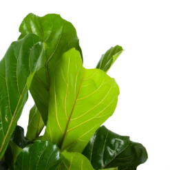 Ficus Lyrata - Tabaksplant - Toef - P34 H120 - Kamerplant -Huisdecoratie ficus lyrata tabaksplant toef p34 h120 6 3