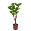Ficus Lyrata Vertakt - Tabaksplant - P27 H140 - Kamerplant -Huisdecoratie ficus lyrata vertakt tabaksplant p27 h140 kamerplant 1