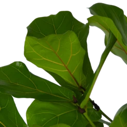 Ficus Lyrata Vertakt - Tabaksplant - P27 H140 - Kamerplant 8 Ficus Lyrata Vertakt - Tabaksplant - P27 H140 - Kamerplant -Huisdecoratie ficus lyrata vertakt tabaksplant p27 h140 kamerplant 4