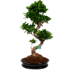 Ficus Microcarpa Ginseng In Zwarte Pot - Bonsai - P52 H100 - Kamerplant -Huisdecoratie ficus microcarpa ginseng bonsai p42 h90 4