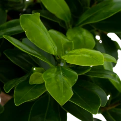 Ficus Microcarpa Ginseng In Zwarte Pot - Bonsai - P52 H100 - Kamerplant 6 Ficus Microcarpa Ginseng In Zwarte Pot - Bonsai - P52 H100 - Kamerplant -Huisdecoratie ficus microcarpa ginseng bonsai p42 h90 5