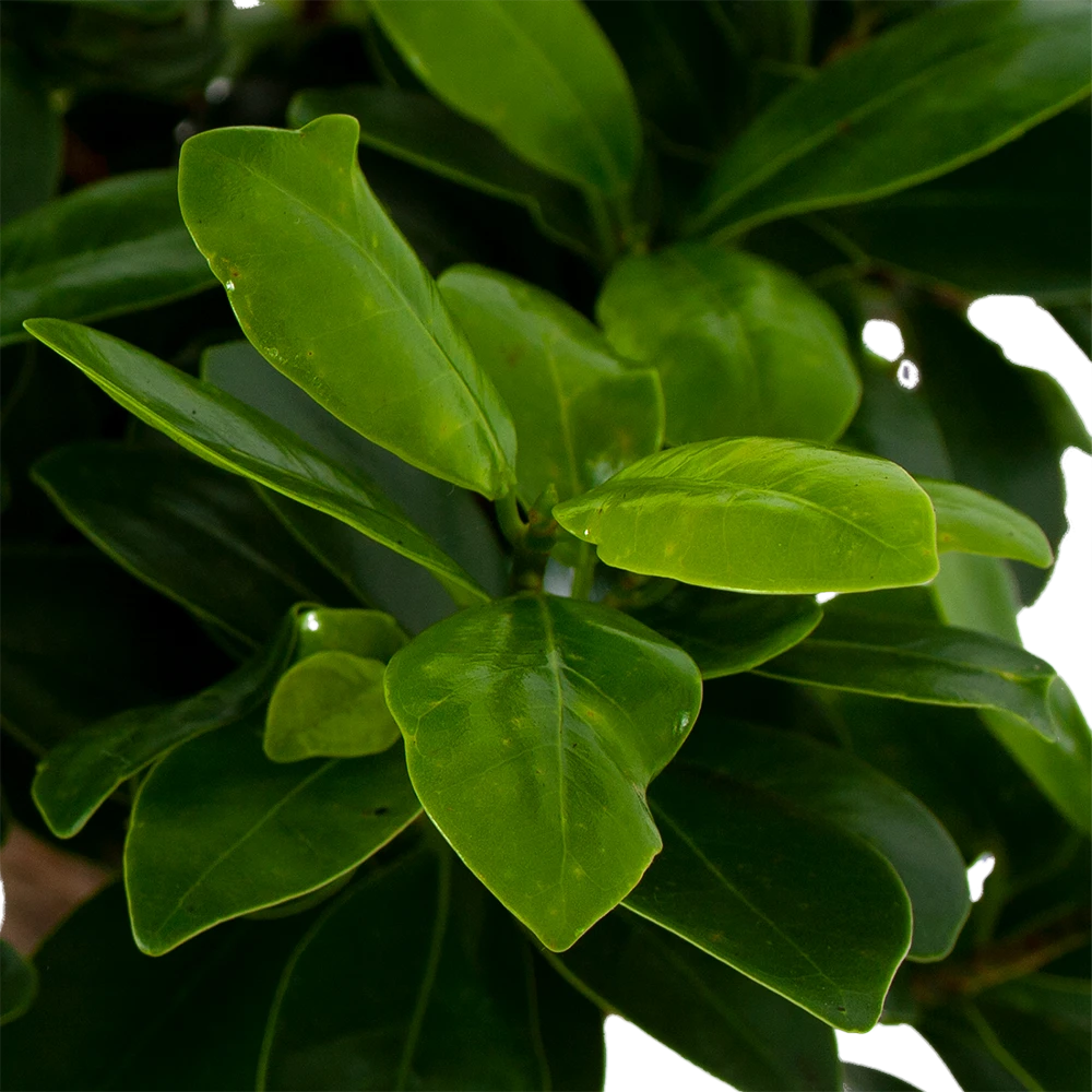 Ficus Microcarpa Ginseng In Zwarte Pot - Bonsai - P52 H100 - Kamerplant 4 Ficus Microcarpa Ginseng In Zwarte Pot - Bonsai - P52 H100 - Kamerplant - Afbeelding 2