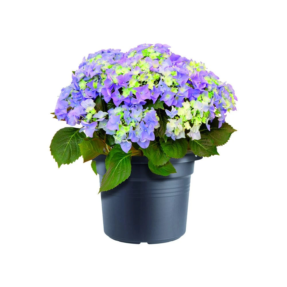 Bloempot Elho Green Basics Cilinder 80cm - Living Black 4 Bloempot Elho Green Basics Cilinder 80cm - Living Black - Afbeelding 2