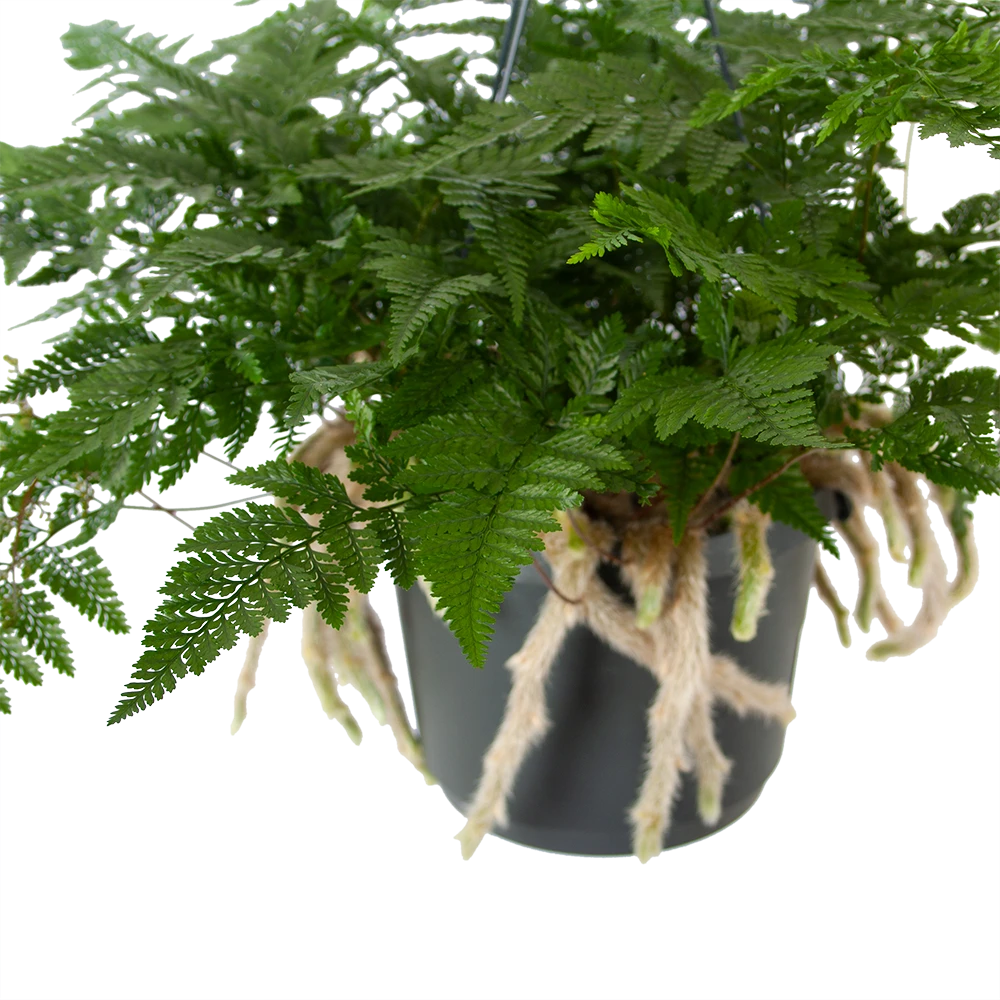 Humata Tyermannii - In Hangpot - P17 H30 - Kamerplant 4 Humata Tyermannii - In Hangpot - P17 H30 - Kamerplant - Afbeelding 2