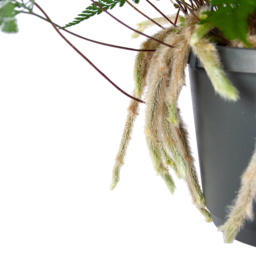 Humata Tyermannii - In Hangpot - P17 H30 - Kamerplant 5 Humata Tyermannii - In Hangpot - P17 H30 - Kamerplant - Afbeelding 3