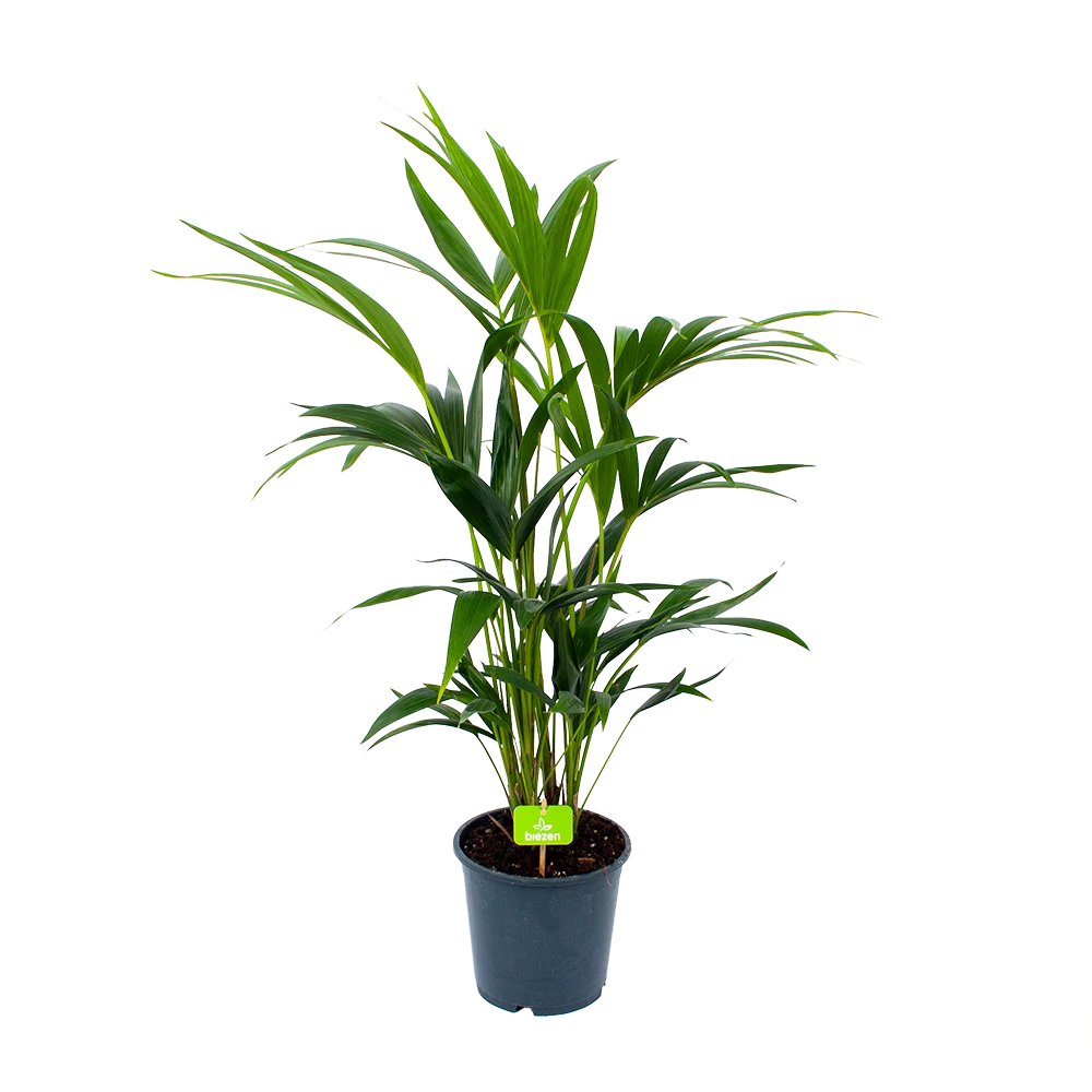 Kentiapalm - Howea Forsteriana - P19 H80 - Kamerplant 3 Kentiapalm - Howea Forsteriana - P19 H80 - Kamerplant