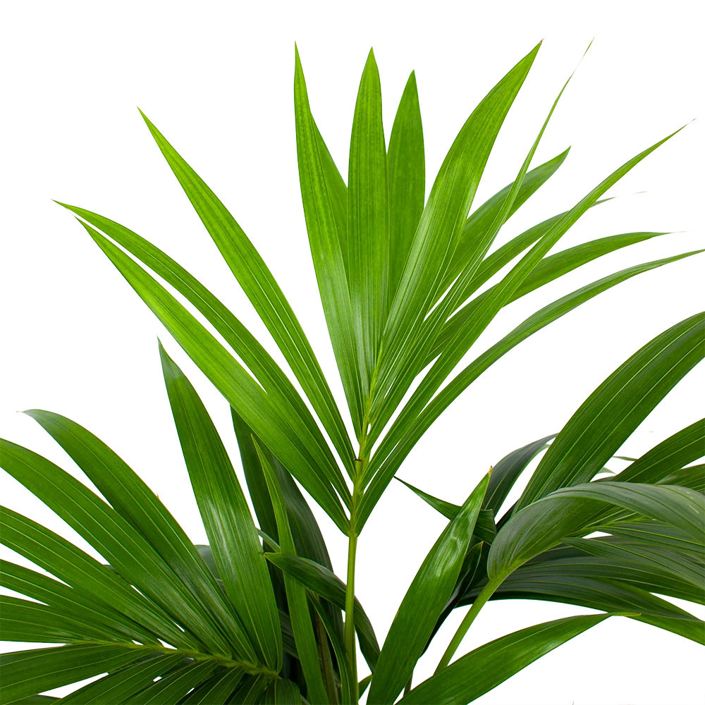 Kentiapalm - Howea Forsteriana - P19 H80 - Kamerplant 4 Kentiapalm - Howea Forsteriana - P19 H80 - Kamerplant - Afbeelding 2