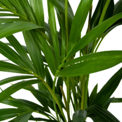 Kentiapalm - Howea Forsteriana - P19 H80 - Kamerplant 8 Kentiapalm - Howea Forsteriana - P19 H80 - Kamerplant -Huisdecoratie kentiapalm howea forsteriana p19 h80 6