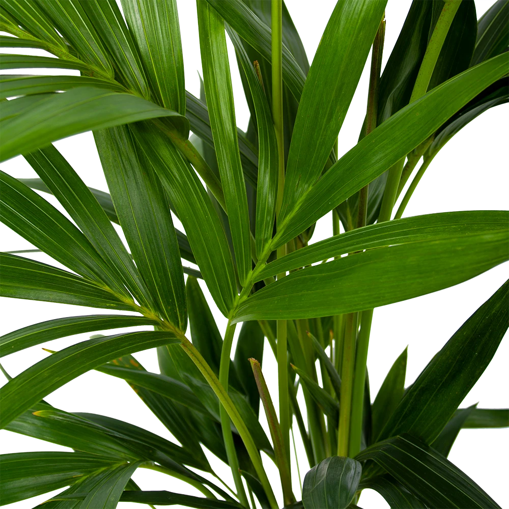 Kentiapalm - Howea Forsteriana - P19 H80 - Kamerplant 5 Kentiapalm - Howea Forsteriana - P19 H80 - Kamerplant - Afbeelding 3