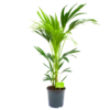Kentiapalm - Howea Forsteriana - P21 H100 - Kamerplant -Huisdecoratie kentiapalm howea forsteriana p21 h100 4