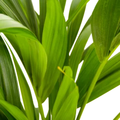Kentiapalm - Howea Forsteriana - P21 H100 - Kamerplant -Huisdecoratie kentiapalm howea forsteriana p21 h100 5