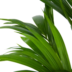 Kentiapalm - Howea Forsteriana - P21 H120 - Kamerplant 8 Kentiapalm - Howea Forsteriana - P21 H120 - Kamerplant -Huisdecoratie kentiapalm howea forsteriana p21 h120 6
