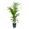 Kentiapalm - Howea Forsteriana - P24 H150 - Kamerplant -Huisdecoratie kentiapalm howea forsteriana p24 h150 1