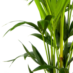Kentiapalm - Howea Forsteriana - P24 H150 - Kamerplant -Huisdecoratie kentiapalm howea forsteriana p24 h150 3