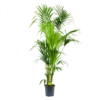 Kentiapalm - Howea Forsteriana - P24 H200 - Kamerplant 2 Kentiapalm - Howea Forsteriana - P24 H200 - Kamerplant -Huisdecoratie kentiapalm howea forsteriana p24 h200 4