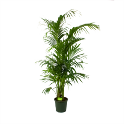 Kentiapalm - Howea Forsteriana - P30 H210 - Kamerplant