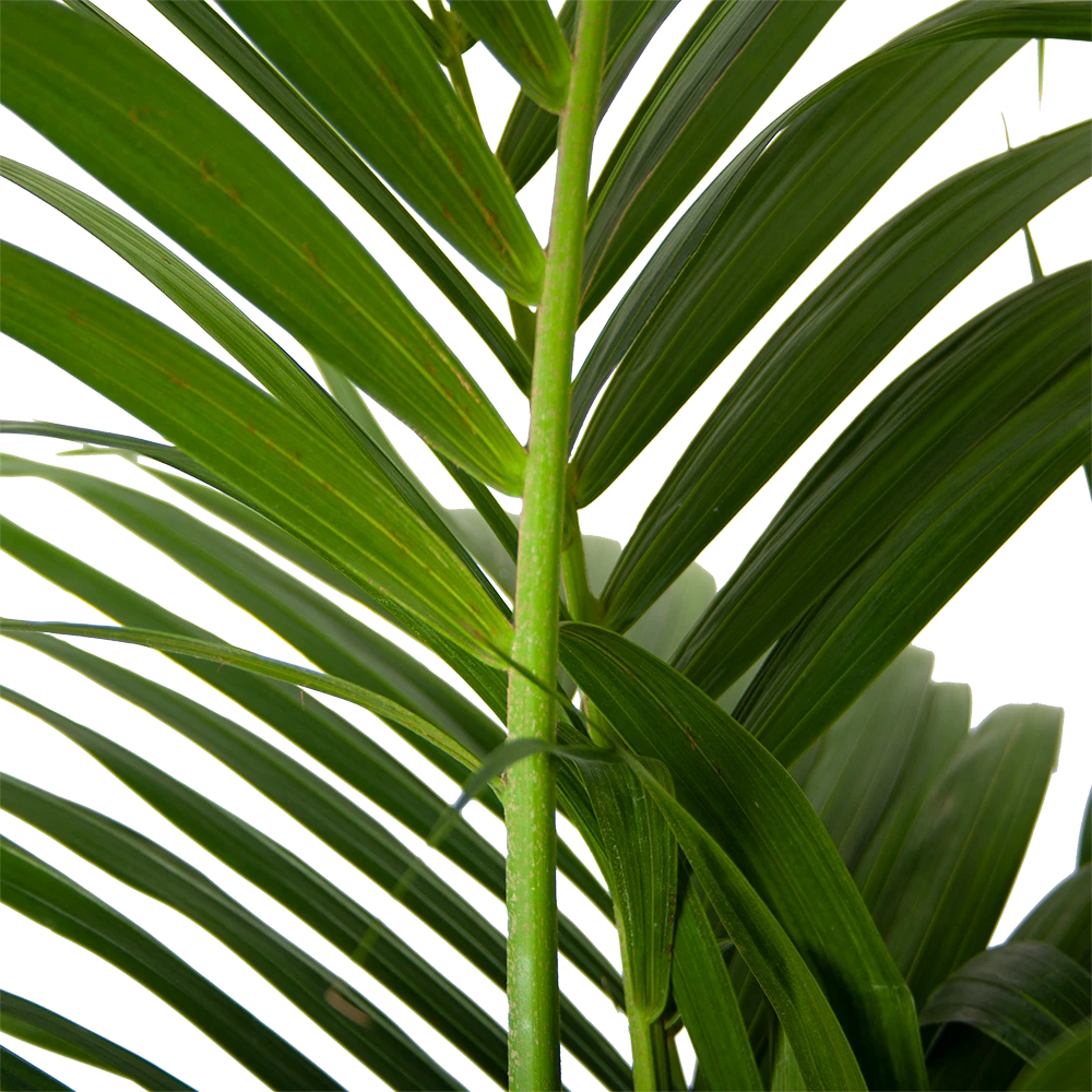 Kentiapalm - Howea Forsteriana - P30 H210 - Kamerplant 4 Kentiapalm - Howea Forsteriana - P30 H210 - Kamerplant - Afbeelding 2