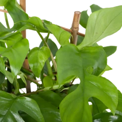 Monstera Minima Met Rekje Gatenplant P17 H65 - Kamerplant 6 Monstera Minima Met Rekje Gatenplant P17 H65 - Kamerplant -Huisdecoratie monstera minima rekje gatenplant p17 h65 5