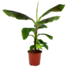 Musa Dwarf Cavendish - Bananenplant - P21 H90 - Kamerplant -Huisdecoratie musa dwarf cavendish bananenplant p21 h90 4
