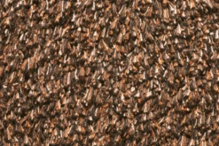 Natuflex Droogloopmat - 100x60cm - Donker Bruin - Deurmat 7 Natuflex Droogloopmat - 100x60cm - Donker Bruin - Deurmat -Huisdecoratie natuflex droogloopmat donker bruin deurmat 3 1