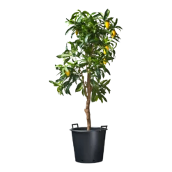 Nature - Ritzi Container Zwart 50L - Met Handgreep -Huisdecoratie nature ritzi container zwart 50l met handgreep plantencontainer 3