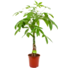 Pachira Aquatica - Geldboom - P19 H80 - Kamerplant -Huisdecoratie pachira aquatica geldboom p19 h80 4