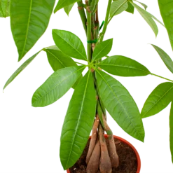 Pachira Aquatica - Geldboom - P19 H80 - Kamerplant 6 Pachira Aquatica - Geldboom - P19 H80 - Kamerplant -Huisdecoratie pachira aquatica geldboom p19 h80 5