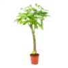 Pachira Aquatica - Geldboom - P24 H135 - Kamerplant -Huisdecoratie pachira aquatica geldboom p24 h135 1
