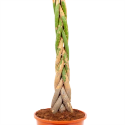 Pachira Aquatica - Geldboom - P24 H135 - Kamerplant -Huisdecoratie pachira aquatica geldboom p24 h135 5