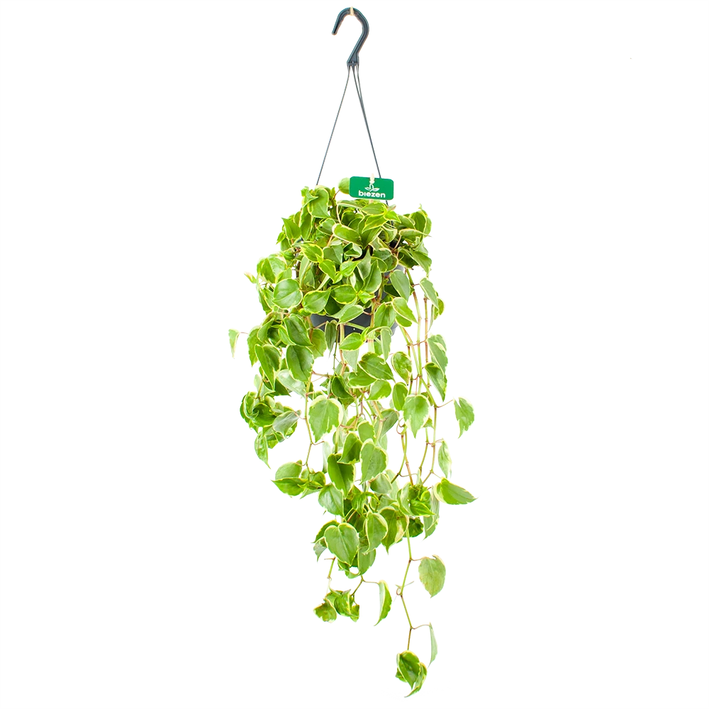 Peperomia Scandens Variegata - In Hangpot - P17 H30 - Kamerplant 3 Peperomia Scandens Variegata - In Hangpot - P17 H30 - Kamerplant