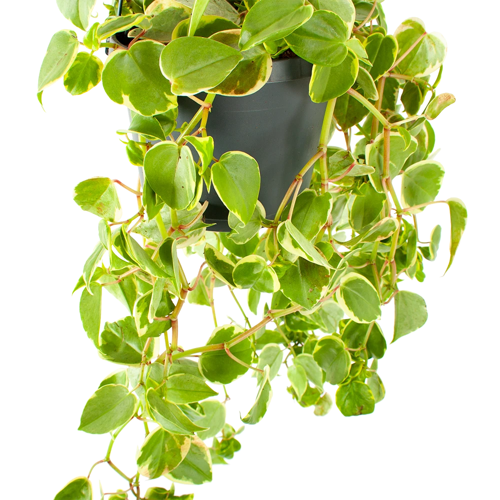 Peperomia Scandens Variegata - In Hangpot - P17 H30 - Kamerplant 4 Peperomia Scandens Variegata - In Hangpot - P17 H30 - Kamerplant - Afbeelding 2