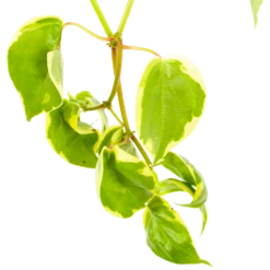 Peperomia Scandens Variegata - In Hangpot - P17 H30 - Kamerplant 8 Peperomia Scandens Variegata - In Hangpot - P17 H30 - Kamerplant -Huisdecoratie peperomia scandens variegata in hangpot p17 h30 6