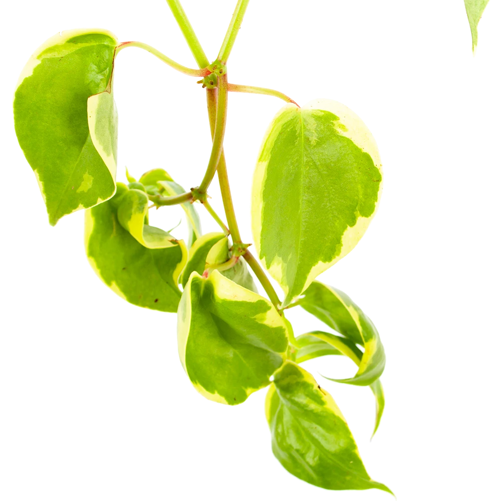 Peperomia Scandens Variegata - In Hangpot - P17 H30 - Kamerplant 5 Peperomia Scandens Variegata - In Hangpot - P17 H30 - Kamerplant - Afbeelding 3