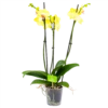 3 Taks Phalaenopsis Limelight - Vlinderorchidee - P12 H60 - Kamerplant -Huisdecoratie phalaenopsis vlinderorchidee 3 taks p12 h60 geel 4