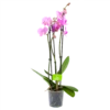 3 Taks Phalaenopsis Bloomington - Vlinderorchidee - P12 H60 - Kamerplant -Huisdecoratie phalaenopsis vlinderorchidee 3 taks p12 h60 roze 4