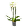 3 Taks Phalaenopsis Lighthouse - Vlinderorchidee - P12 H60 - Kamerplant