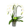 Phalaenopsis - Vlinderorchidee - 3 Taks - Waterfall - P12 H60 Wit - Kamerplant -Huisdecoratie phalaenopsis vlinderorchidee 3 taks waterfall p12cm h60cm wit 4