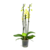 4 Taks Phalaenopsis Volterra - Vlinderorchidee - P12 H60 - Kamerplant -Huisdecoratie phalaenopsis vlinderorchidee 4 taks p12 h60 geel 4