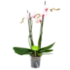 4 Taks Phalaenopsis Denver - Vlinderorchidee - P12 H60 - Kamerplant -Huisdecoratie phalaenopsis vlinderorchidee 4 taks p12cm h60cm wit roze 4