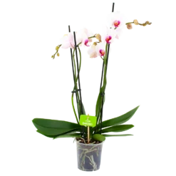 4 Taks Phalaenopsis Denver - Vlinderorchidee - P12 H60 - Kamerplant