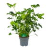 Philodendron Atlantis - P21 H75 - Kamerplant -Huisdecoratie philodendron atlantis p21 h75 kamerplant 1